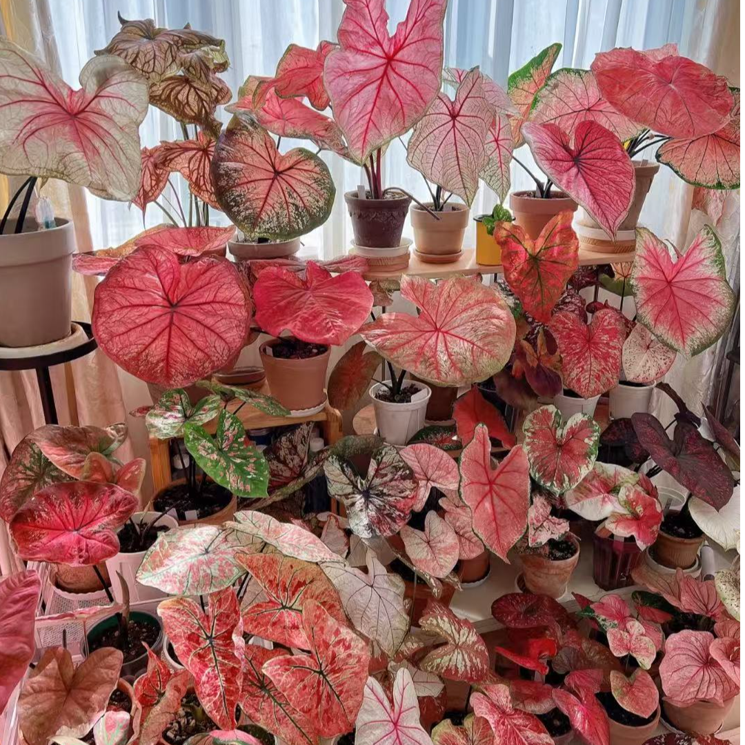 〖小盆彩叶芋组合〗易活好养耐晒阳台客厅绿植耐热
