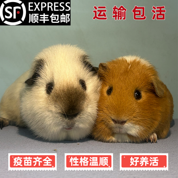 【短逆英短】豚鼠自繁自养荷兰猪活物豚鼠小宠物天竺鼠