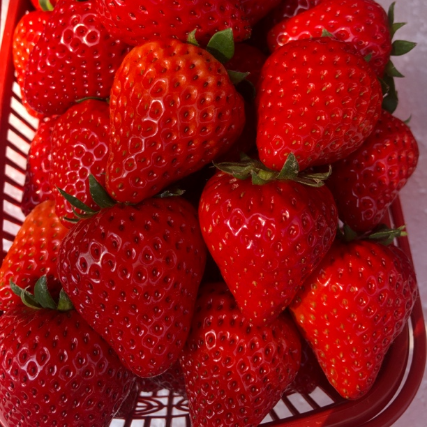 贵州本地草莓，采至贵州高云海山梯田草莓，个头适中，自然酸甜可口