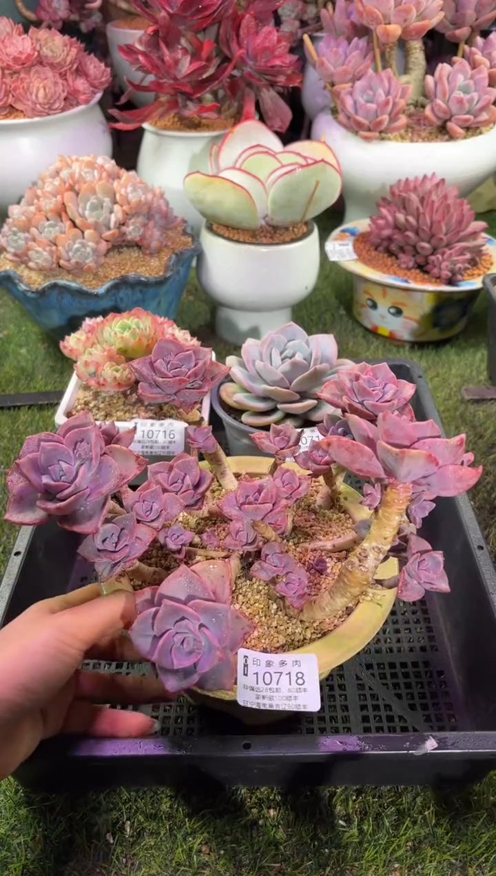 【闪购商品】10718