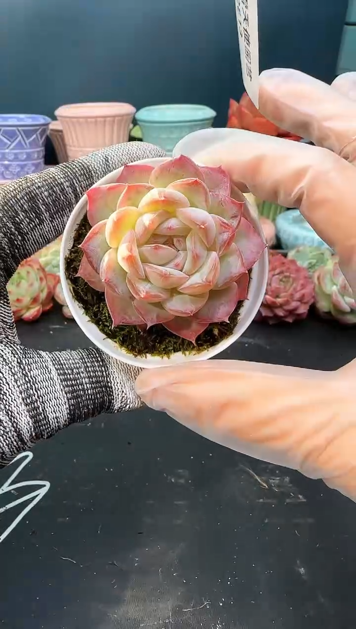 2   813 q199 （冠幅 5.5 cm）