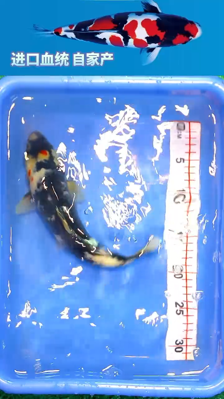 锦鲤福鲤源精选12/24--10