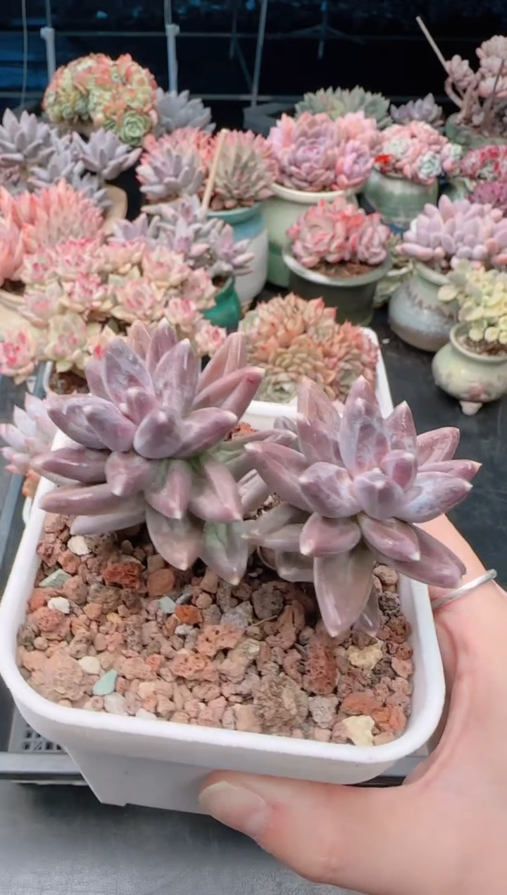 【闪购商品】7125乌拉克拉