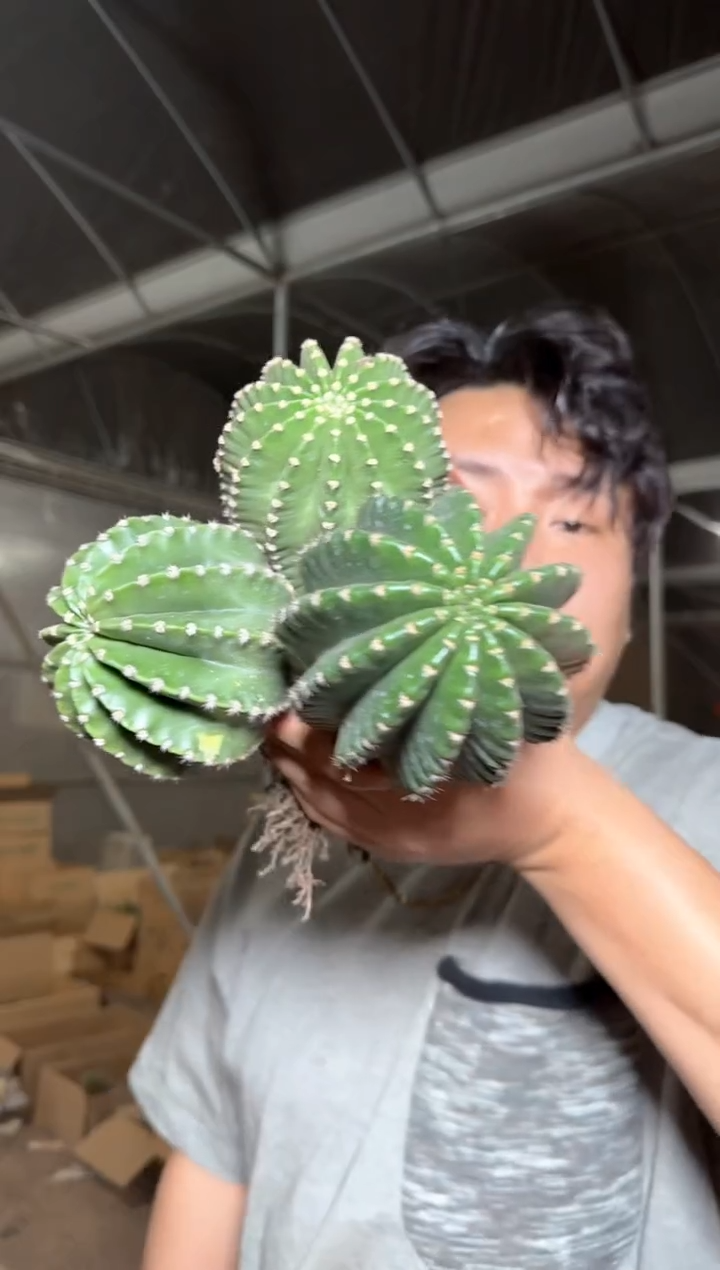 3颗 实生根 6-8cm 金刚彩草