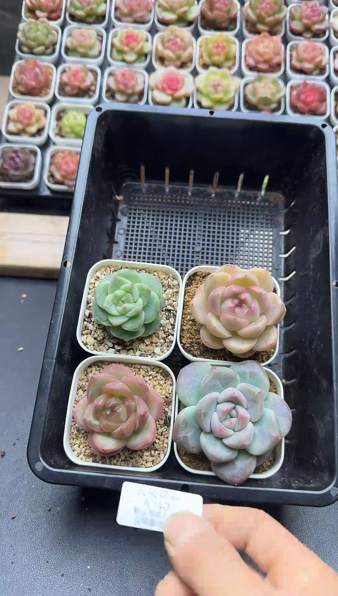珍妮杂交多肉A740