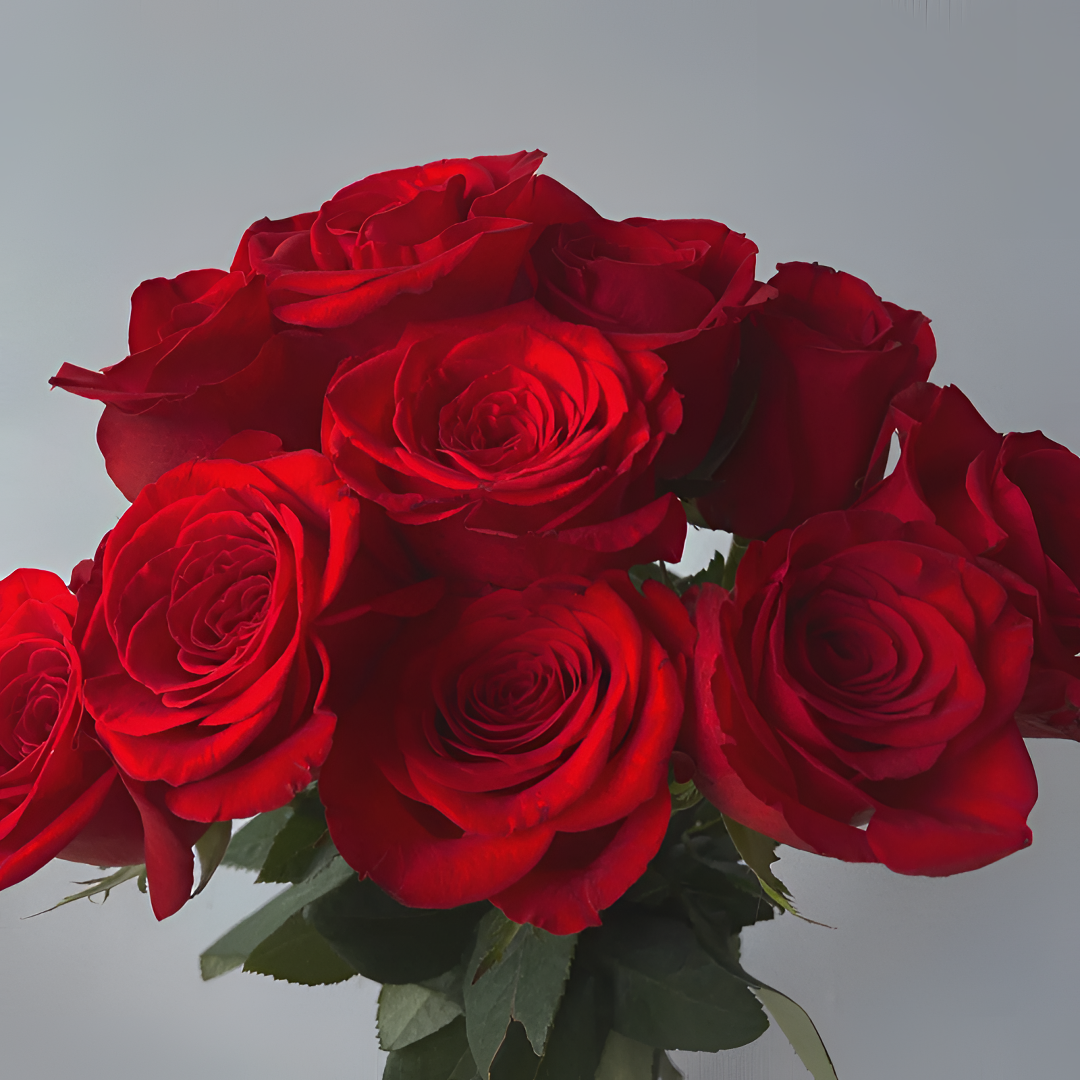 【福利爆款】自由 红玫瑰 单头玫瑰 店铺现货包邮 鲜花鲜切花