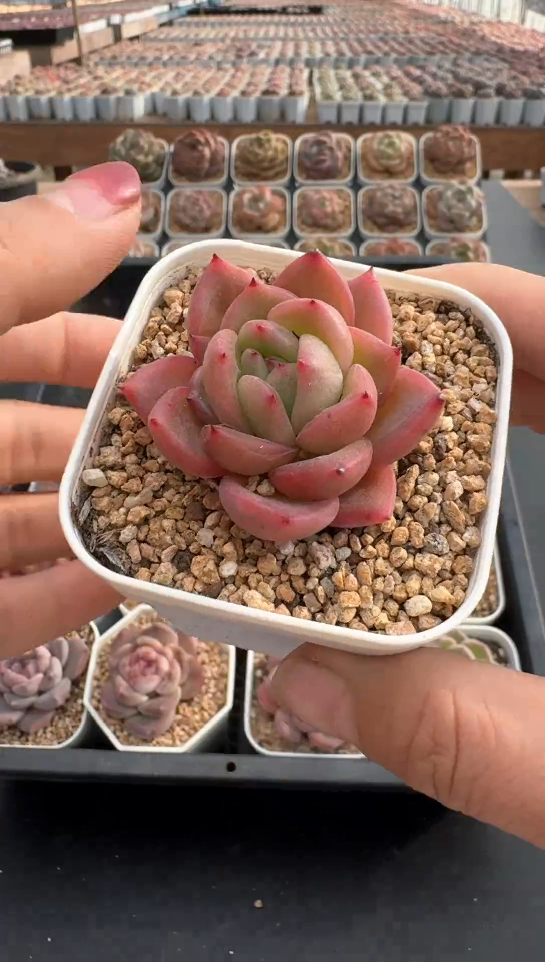 【闪购商品】912E号一物一拍多肉花卉植物3颗起发