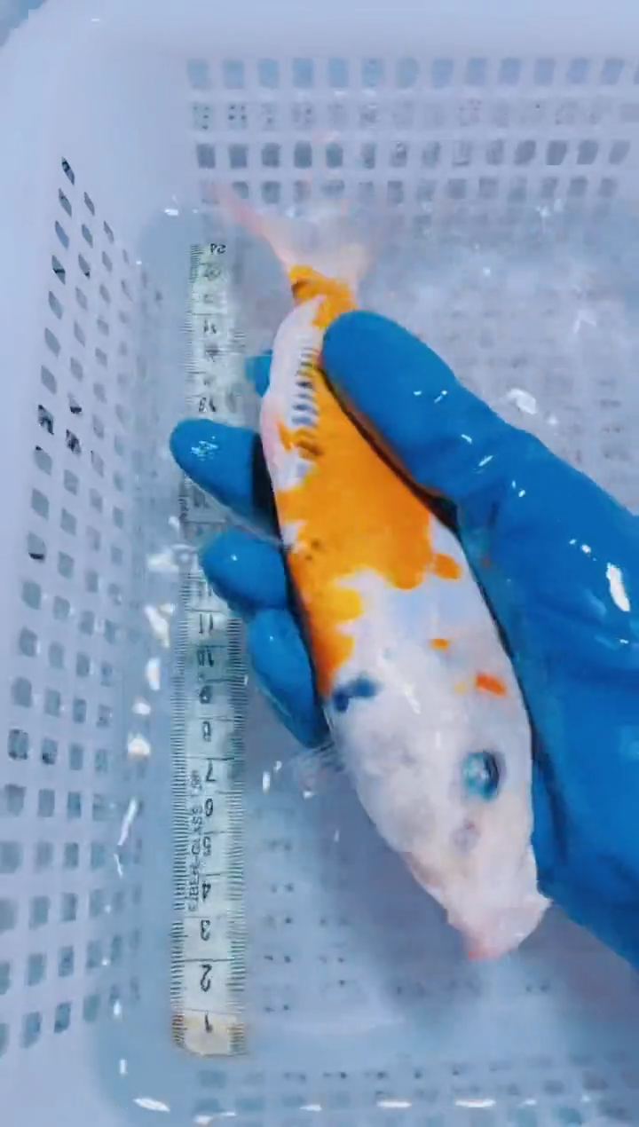 锦鲤血统锦鲤全场包邮109