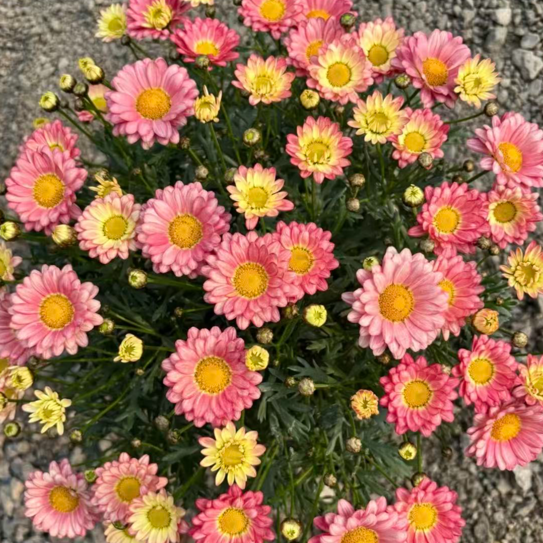 玛格丽特【小饼干】盆栽阳台庭院四季开花耐热植物