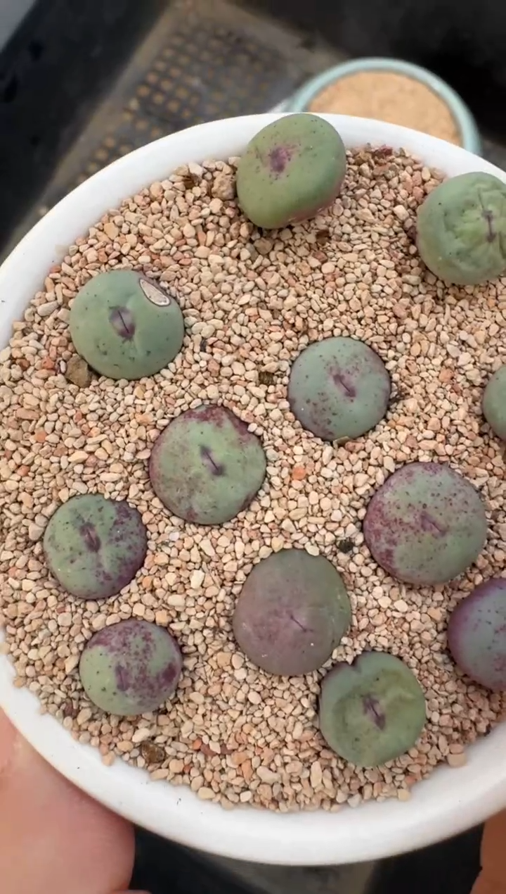 【闪购商品】4-96.