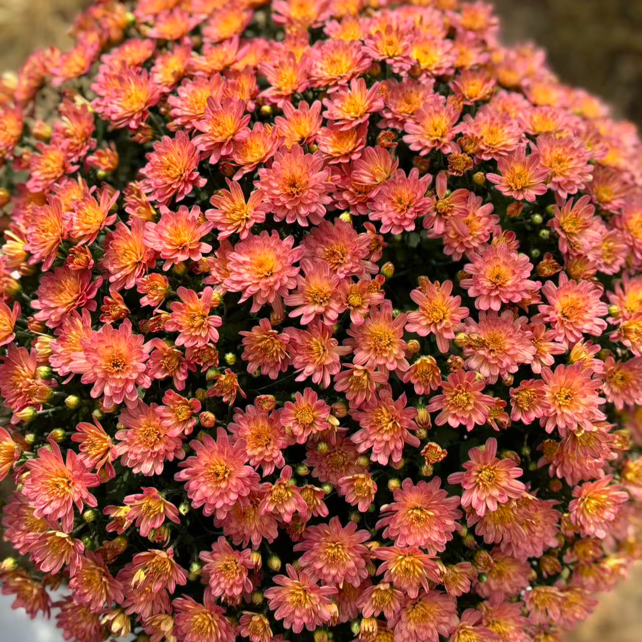  新品 香槟蜜桃1.5加仑 千头菊多季节开花花量大易包盆新手易养护
