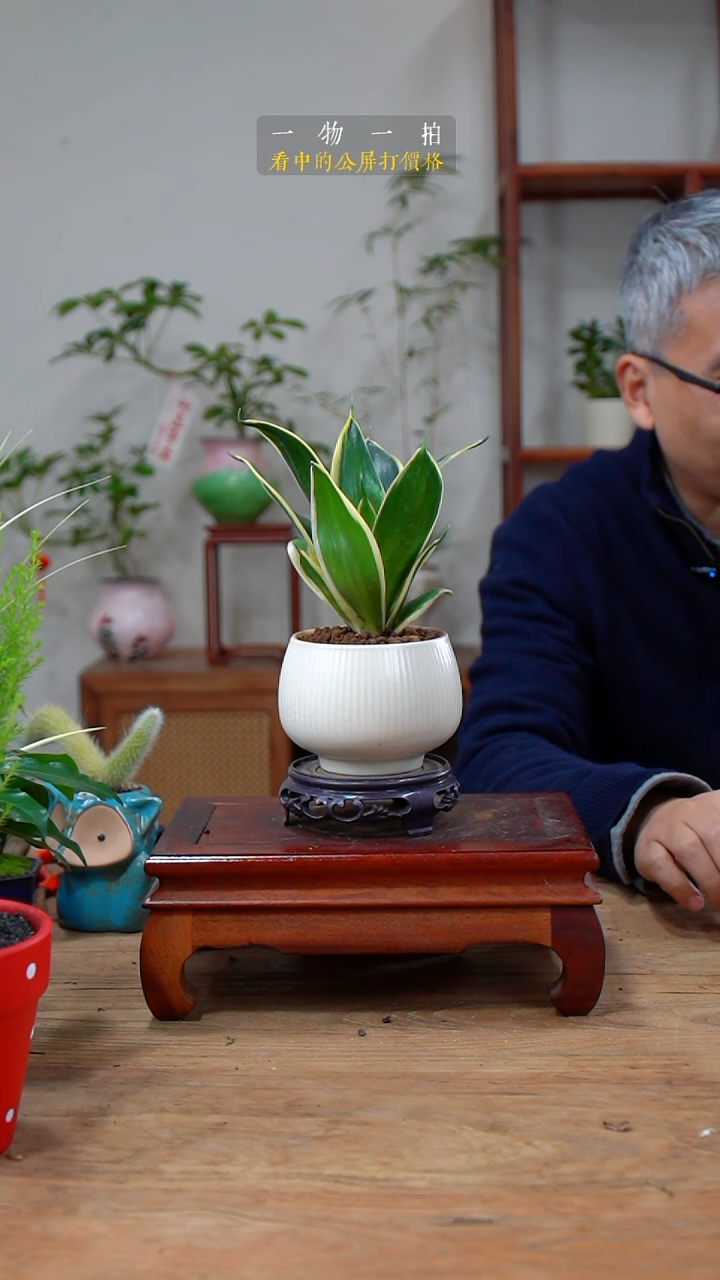 完全开放蓝*170虎皮兰