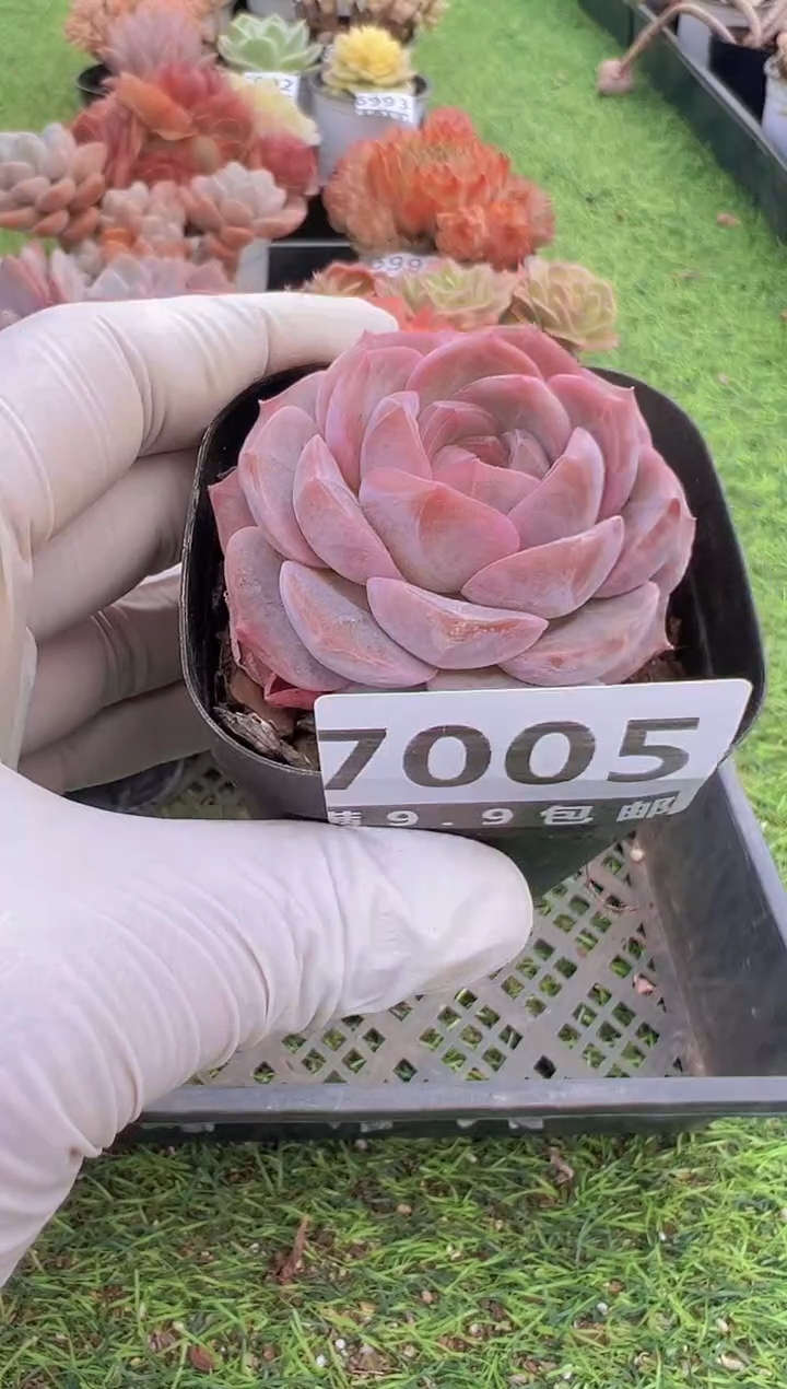 【闪购商品】信福多肉一物一拍