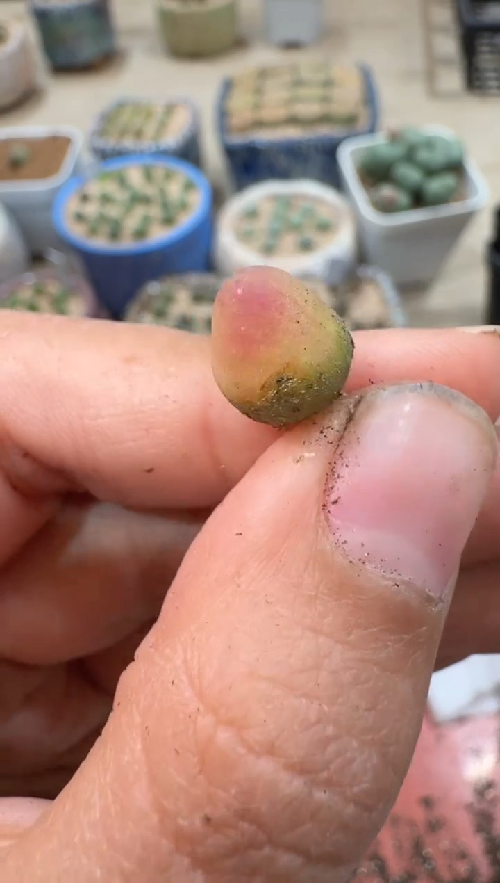 多肉植物肉锥23-85蜜桃葫芦