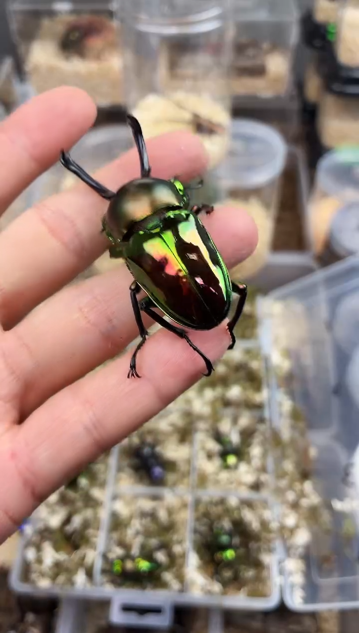 a****c1号彩虹锹甲成虫公一只58mm+进口饲养套餐一套