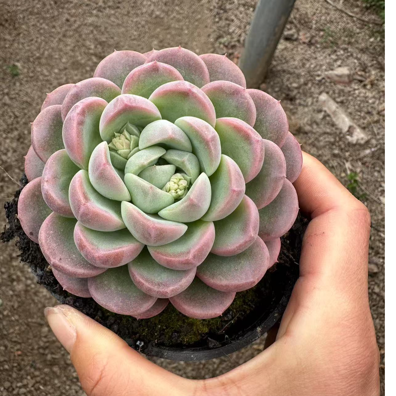 10#美人妆多肉植物      前男友精品多肉sm0471