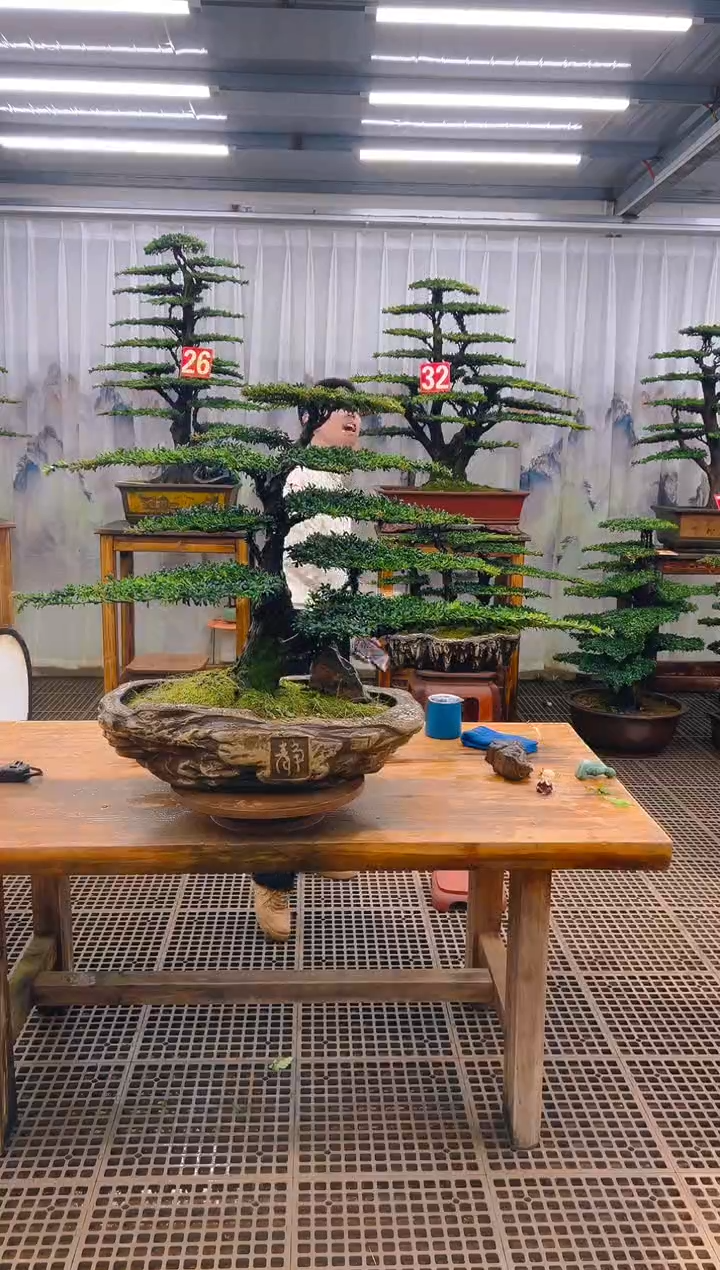 无花朵精品盆景直播间一物一拍