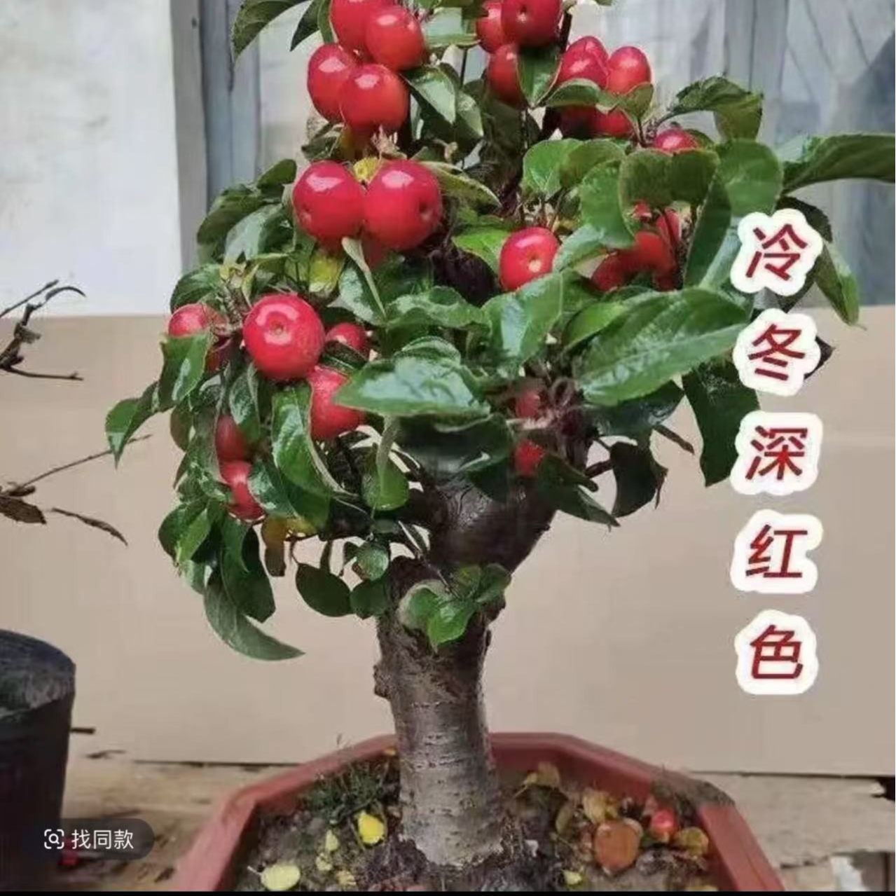 北美海棠，开花结果