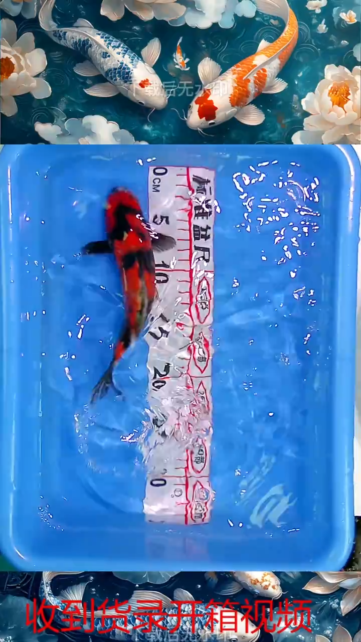 海水鱼锦鲤观赏鱼冷水淡水2