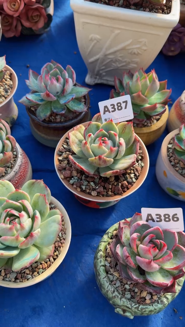 【闪购商品】A387惊鸿仙子（裸根发货）
