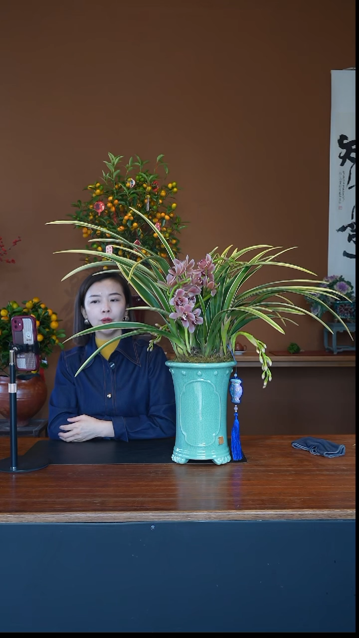 全部花朵金粉佳人青盆景盆景盆景