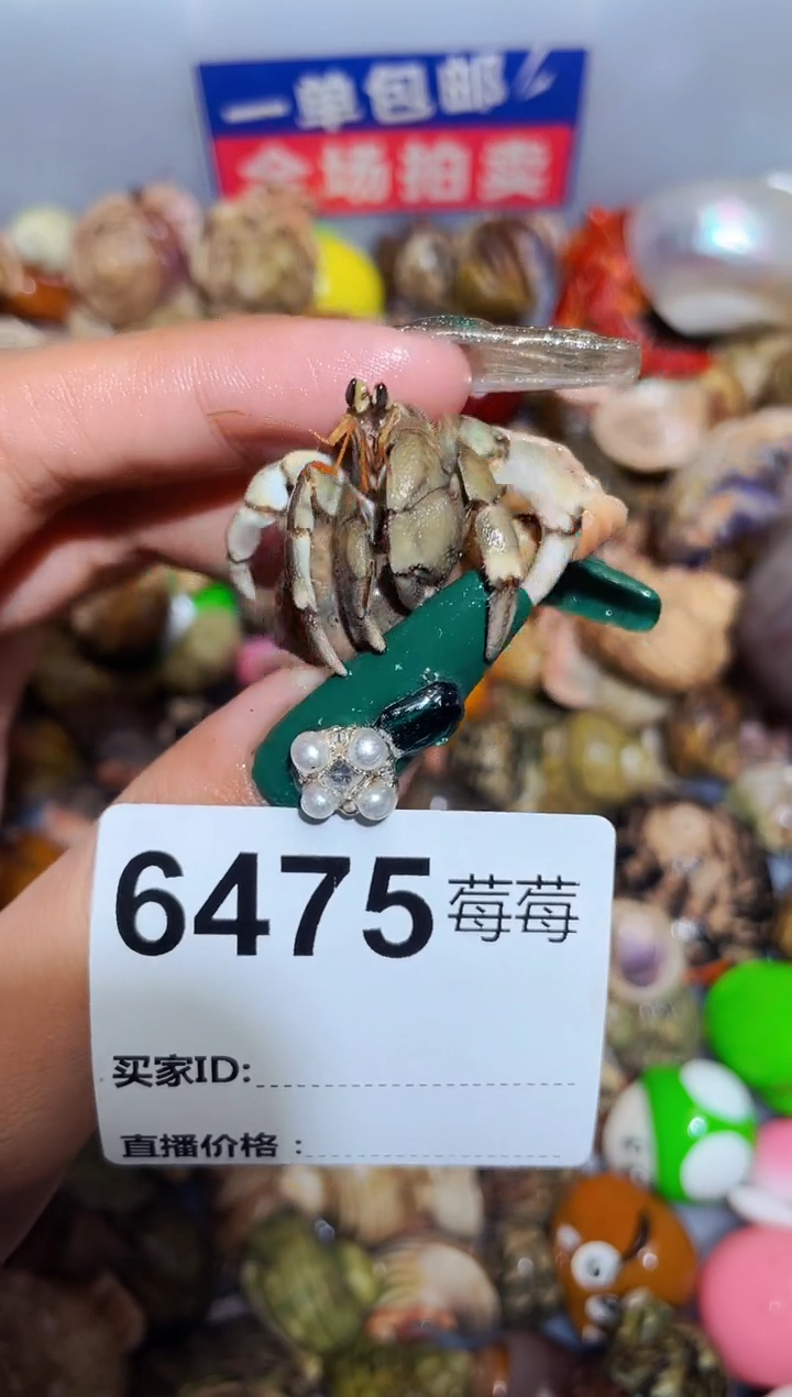 陌派甄选寄居蟹6475