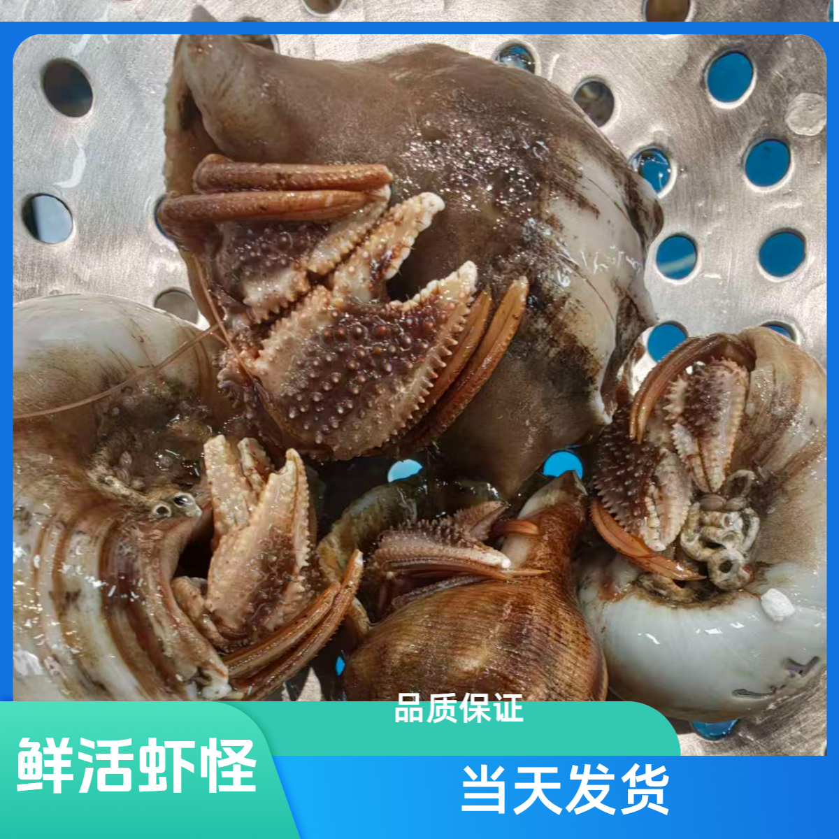 【老笨海鲜】鲜活虾怪——到家保鲜不保活！！！