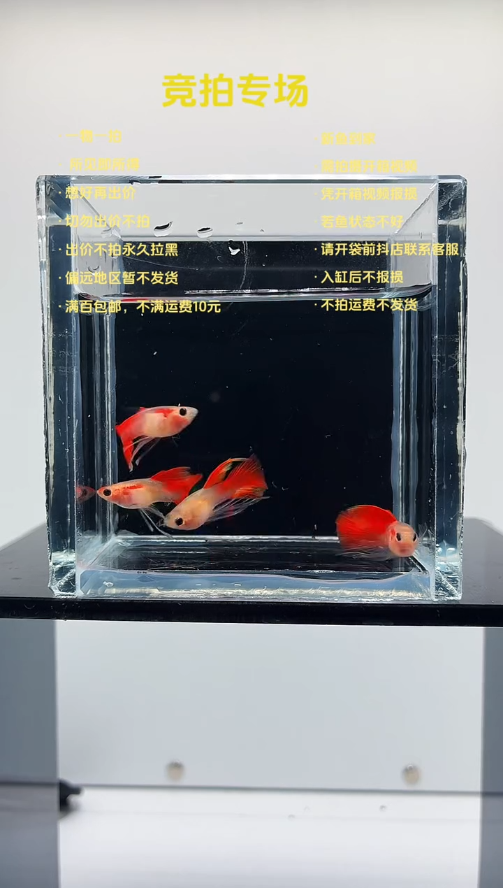 孔雀鱼长工4条-70