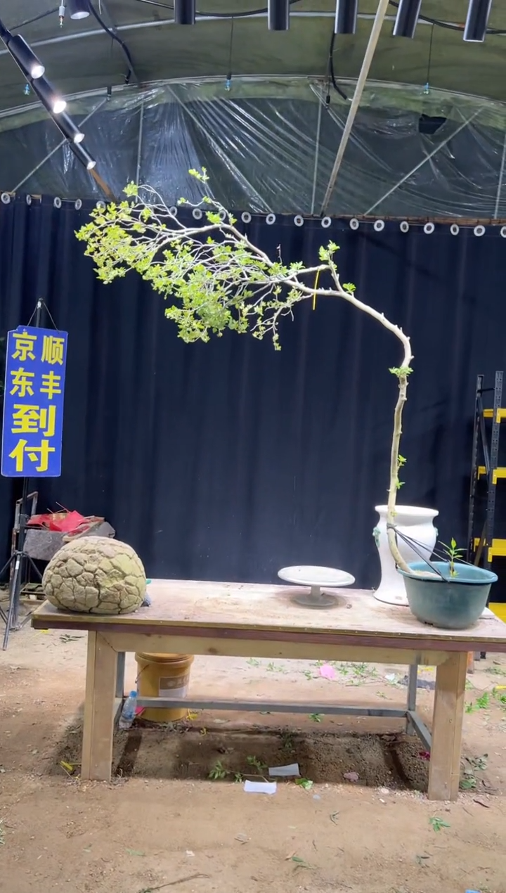 完全开放?? 海岛栀子花