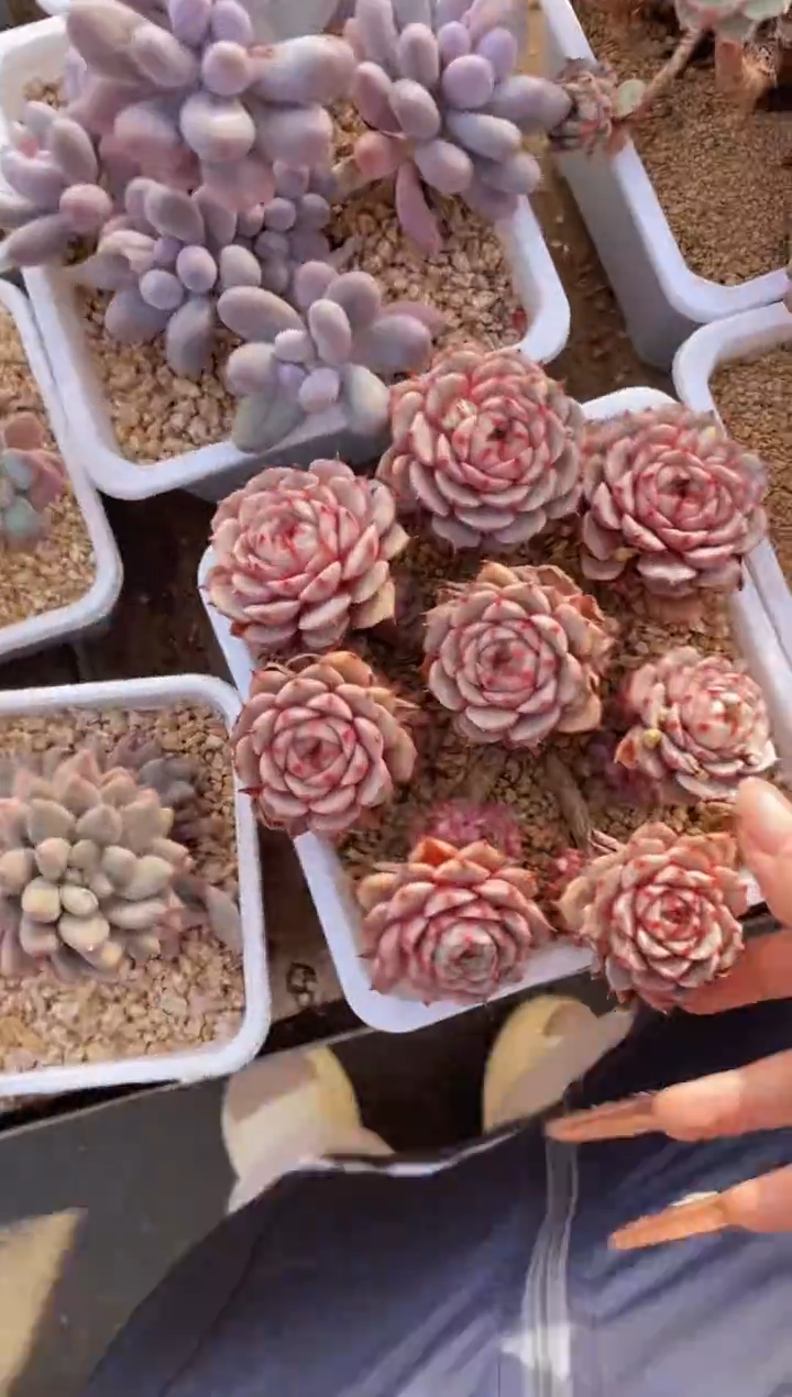 【闪购商品】570本巴蒂斯多肉