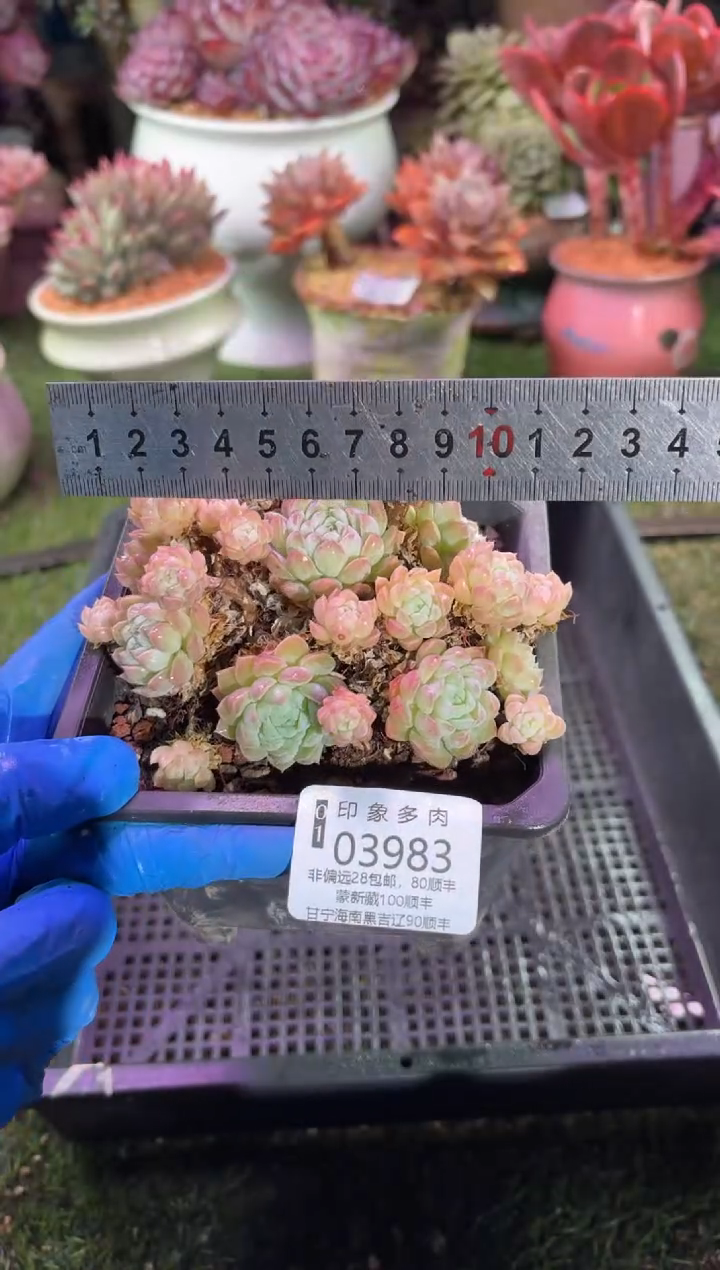 【闪购商品】03983