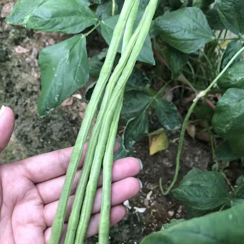 【顺丰包邮】蔬菜组合2绿色蔬菜