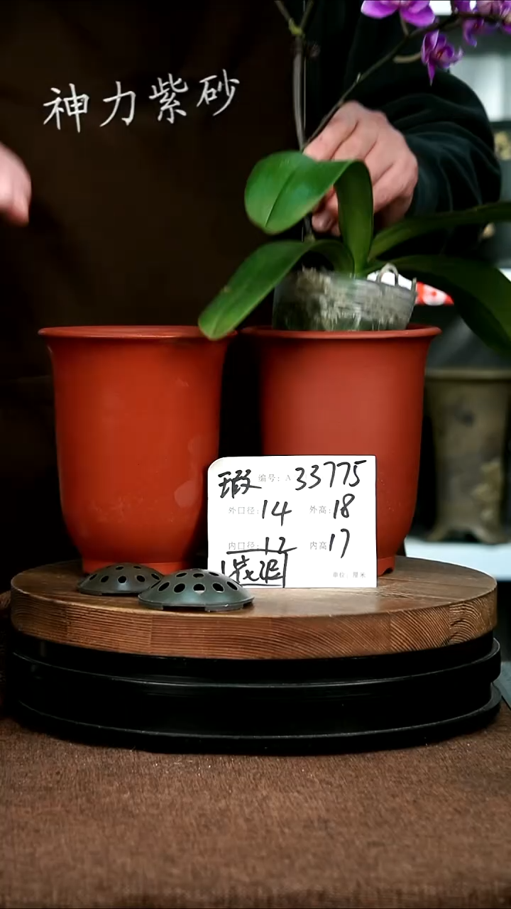 紫砂花盆花卉园艺33775瑕