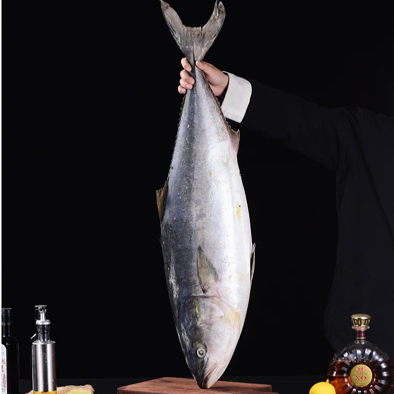 （3-3）船钓野生金枪鱼黄鲣鱼黄狮鱼狮鱼炮弹鱼10-12斤速冻发货(顺丰包邮)海鲜