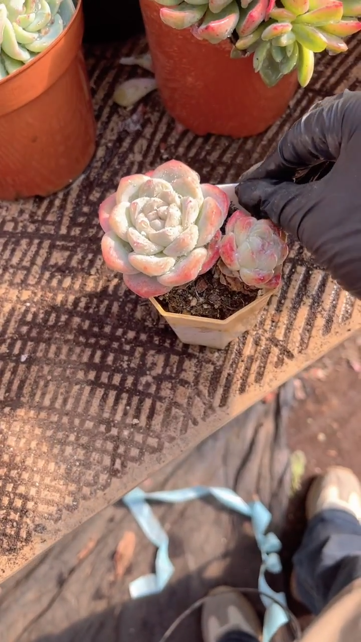 小*。跃跃精品多肉04042