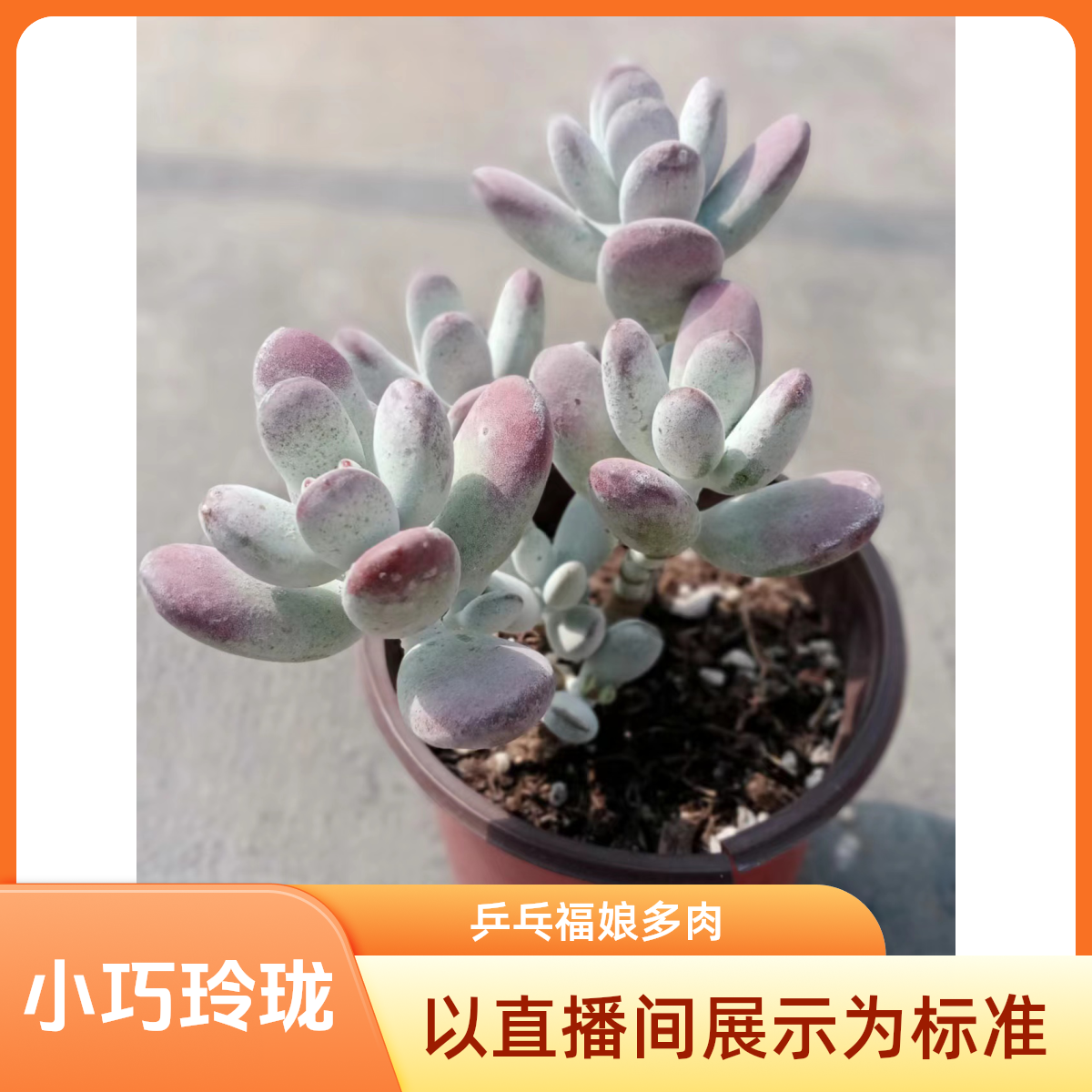 乒乓福娘多肉植物（九点九包邮）  以 直播间实物为标准           