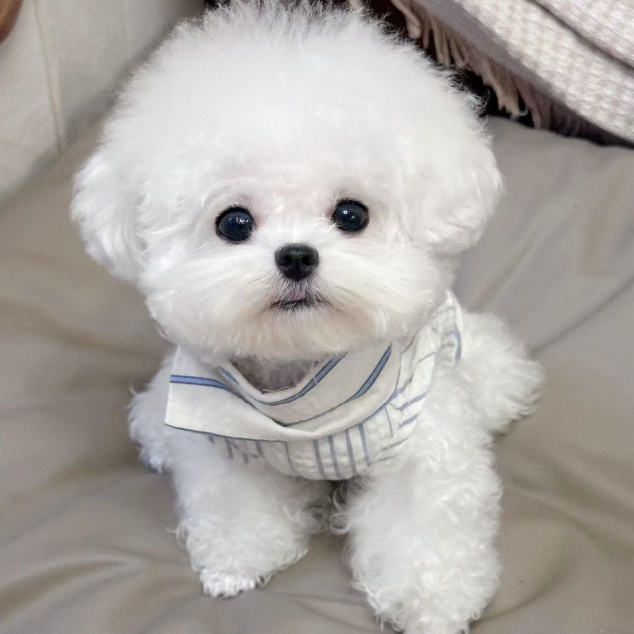 比熊小型犬宠物             衣服       JJ