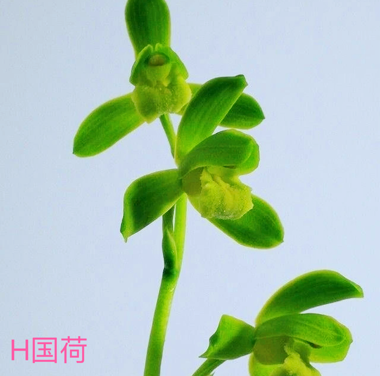 【国荷】蕙兰名品浓香好养易活人工种植