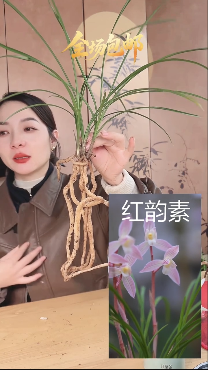 当前无花栽培后可以开花：红韵素