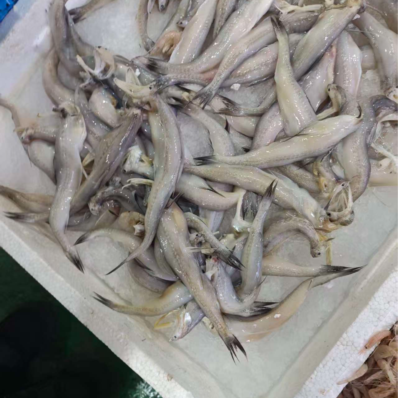 【水不同】龙头鱼半公斤