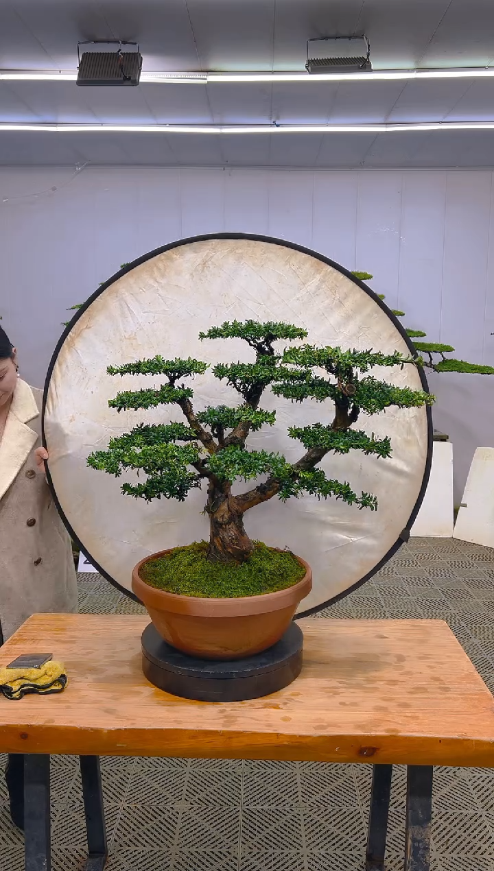 无花朵一物一拍一物一拍