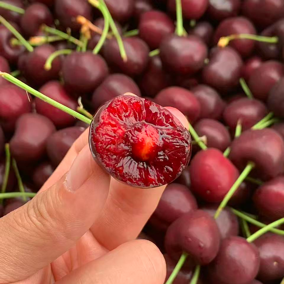 大G空运智利车厘子3J桑提娜又脆又甜汁水充足 内附果径卡