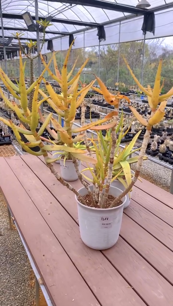 【闪购商品】原生芦荟脱土FB-1315