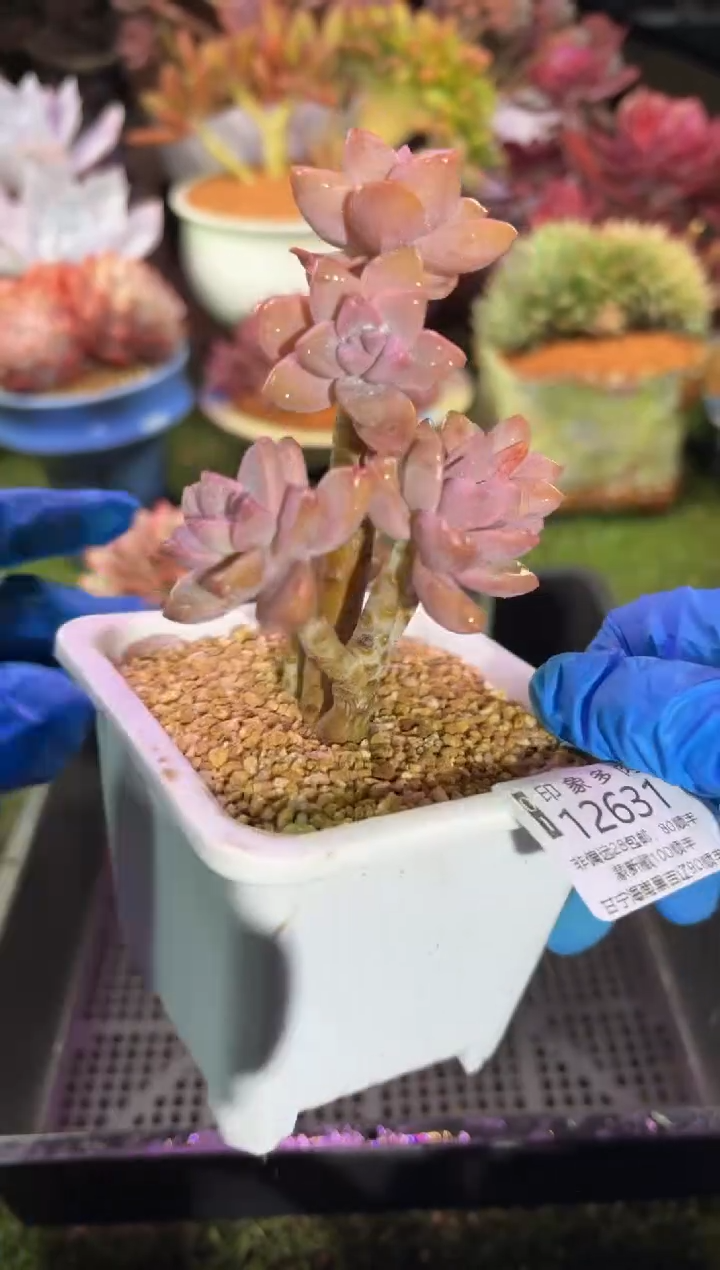 【闪购商品】12631