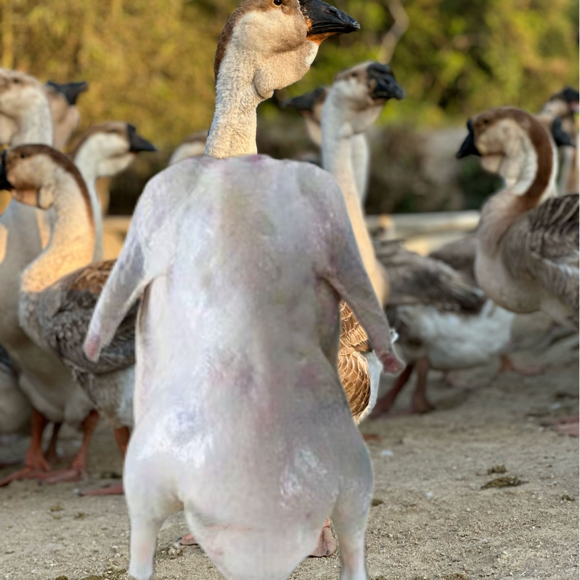 【阿黄狮子头】纯正狮子头鹅大鹅肉整只