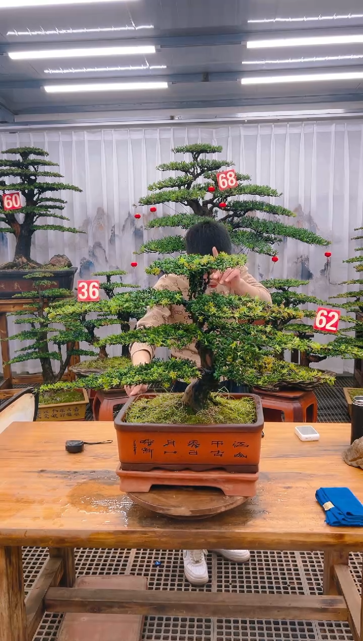 【闪购商品】紫砂精品盆景直播间一物一拍