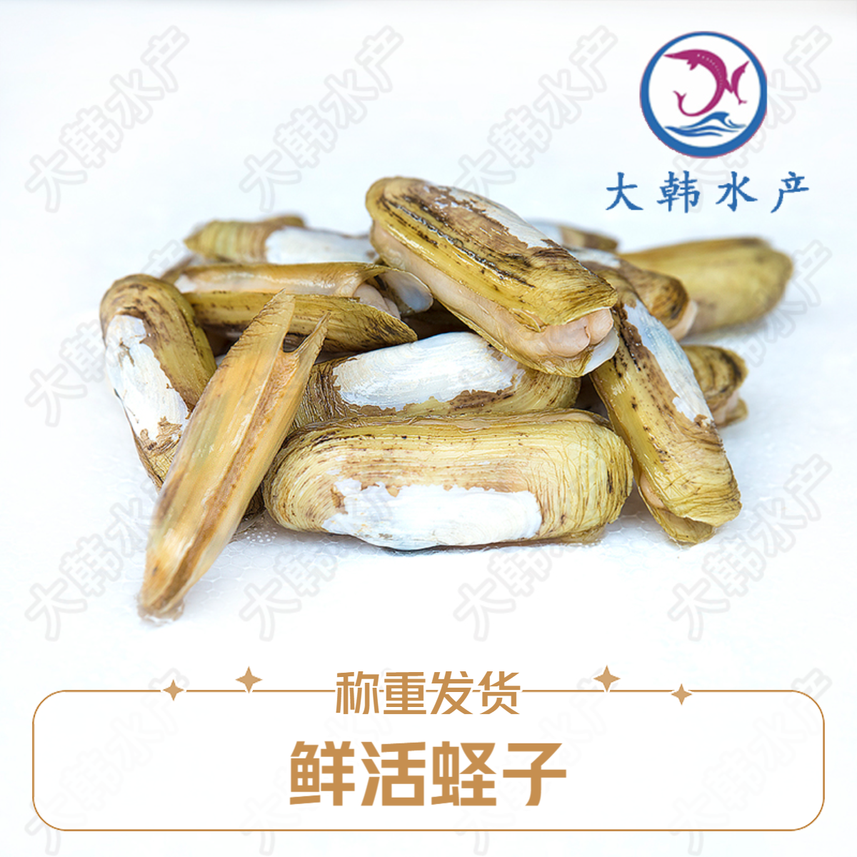 鲜活蛏子 称重发货
