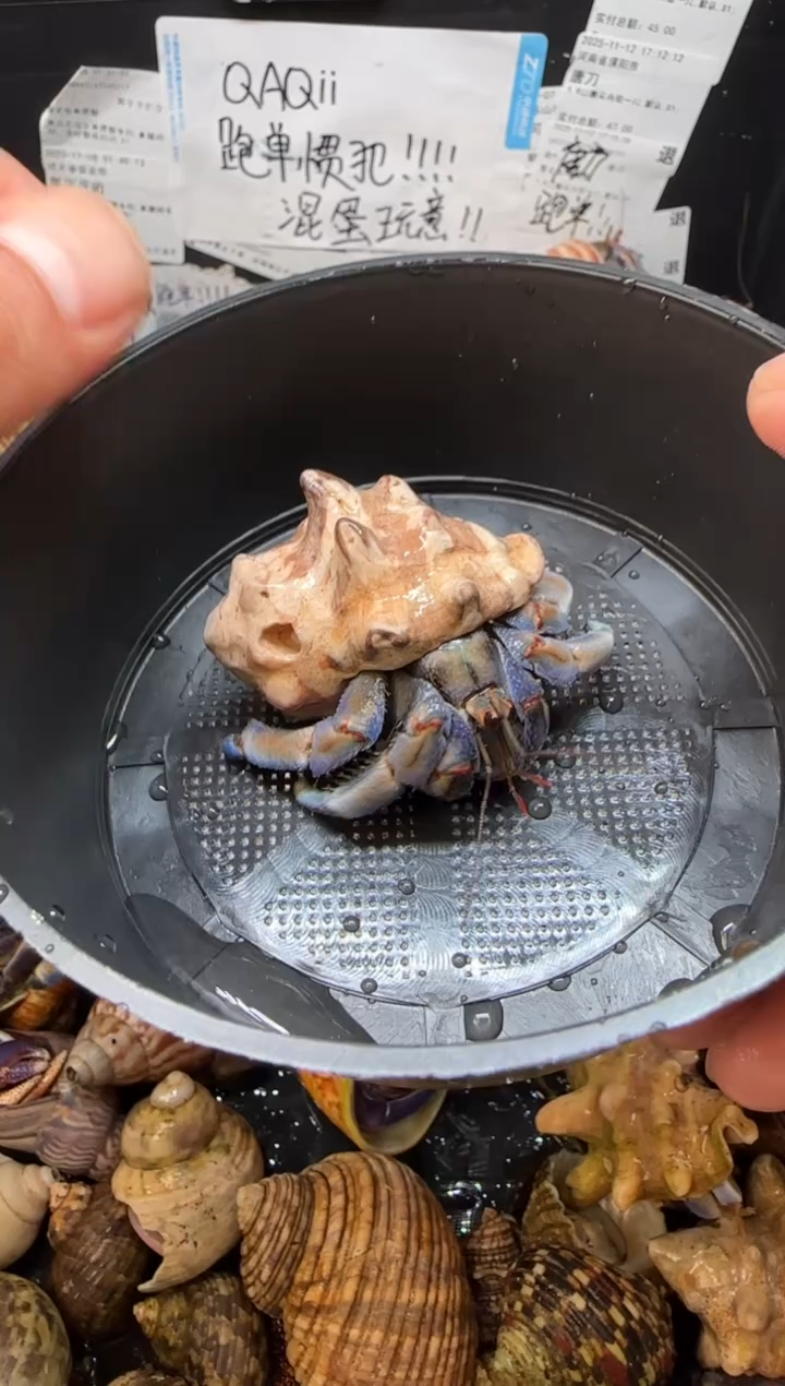 2.5口磨尖紫陆一只