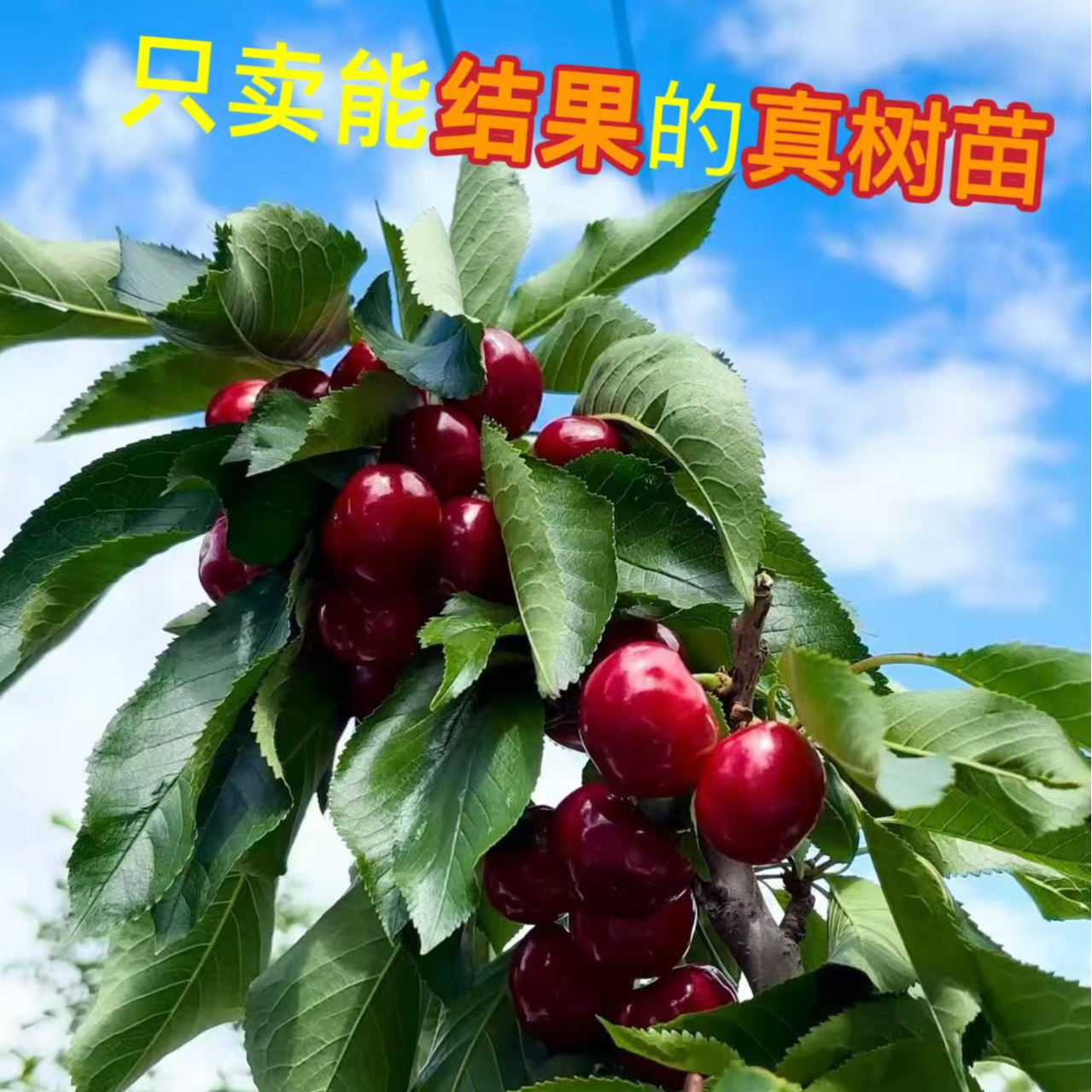 车厘子树苗黑珍珠桑提娜嫁接盆栽当年种植结果车厘子