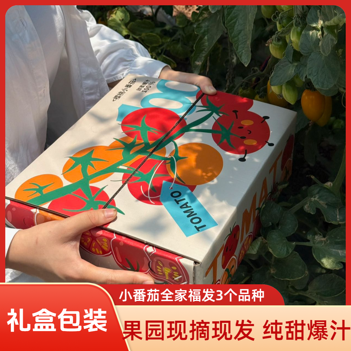 【礼盒包装】 西昌高山三色小番茄自然成熟现采现摘纯甜爆汁
